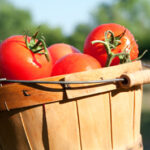 Bushel of tomatoes