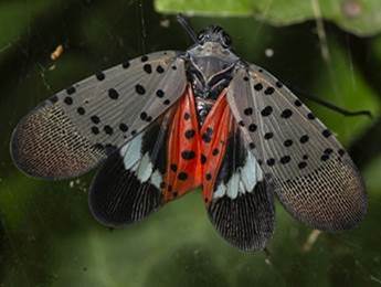 Combating the Spread of Spotted Lanternfly – Resources for Homeowners