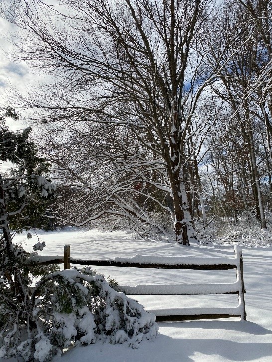 A Fence and a forest covered in snow.