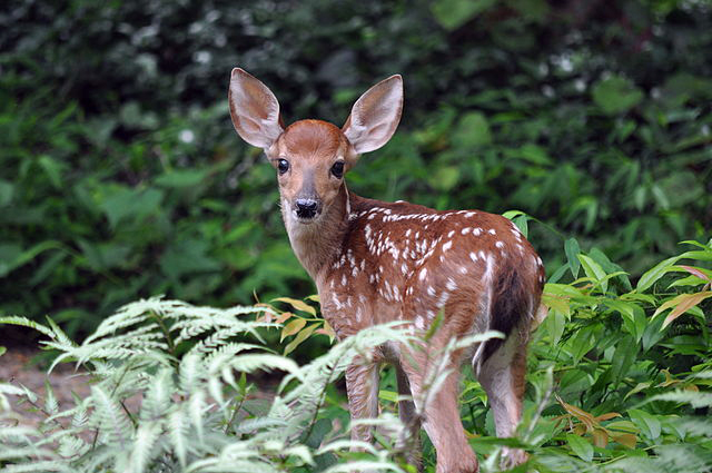 A young deer.