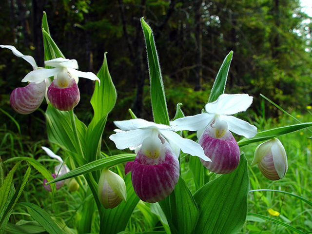 More flowers.