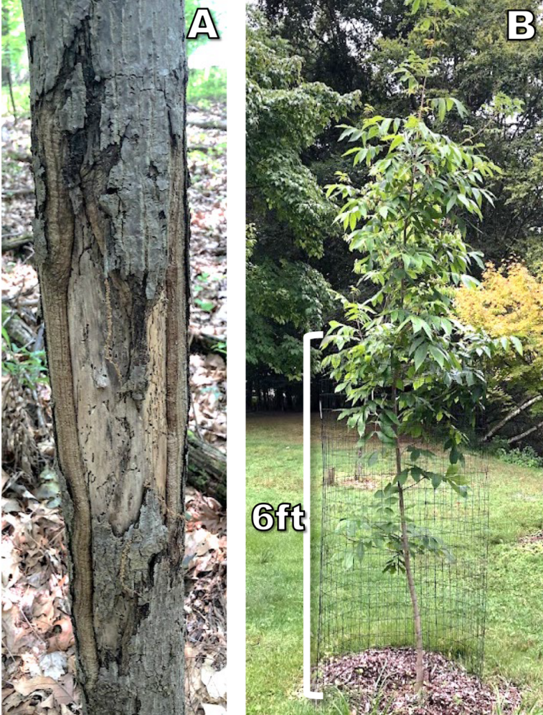 Buck rub that caused permanent damage and decay to the trunk of a hickory sapling.  