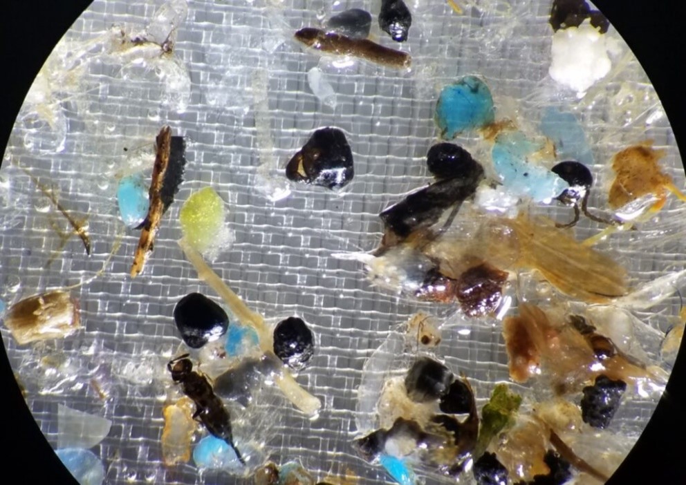 Microplastics as seen under a microscope. (Image credit: marine.rutgers.edu, 2024.)