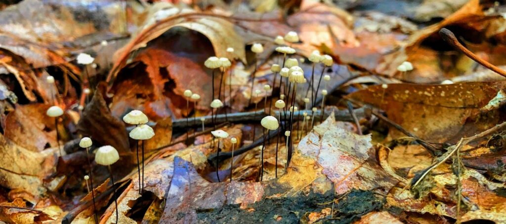 Last year’s oak leaves slowly decomposing with the help of small pinwheel mushrooms (Marasmius rotula). Photo credit: Jean Epiphan.