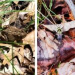 Critters that require leaf litter for their microhabitats, overwintering, or camouflage. From left to right: Polyphemus moth (Antheraea polyphemus), American toad (Anaxyrus americanus), eastern bumble bee (Bombus impatiens), banded tiger moth (Apantesis vittata). Photo credits: Jean Epiphan.