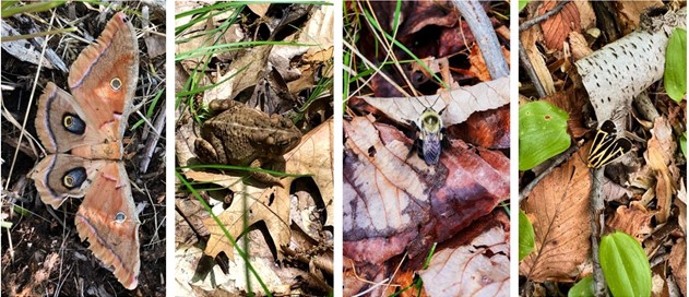 Critters that require leaf litter for their microhabitats, overwintering, or camouflage. From left to right: Polyphemus moth (Antheraea polyphemus), American toad (Anaxyrus americanus), eastern bumble bee (Bombus impatiens), banded tiger moth (Apantesis vittata). Photo credits: Jean Epiphan.