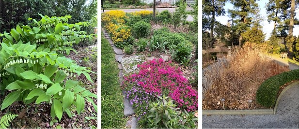 Various garden beds mulched with leaves. From left to right: great Solomon’s seal (Polygonatum commutatum) flourishing among leaf litter, photo credit: Jean Epiphan; vibrant moss phlox (Phlox subulata) and golden ragwort (Packera aurea) among leaf litter in native perennial bed, photo credit: Jean Epiphan; native perennial stems left in place throughout winter among leaf mulch in a formal garden display at Van Vleck Gardens, Montclair, NJ, photo credit: Deb Ellis.