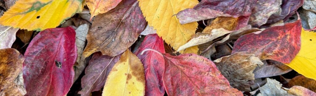 Forest leaves. Photo credit: Jean Epiphan