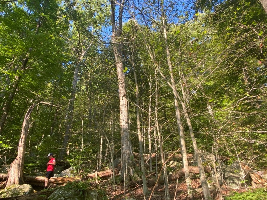 A stand of beech trees impacted by beech leaf disease.