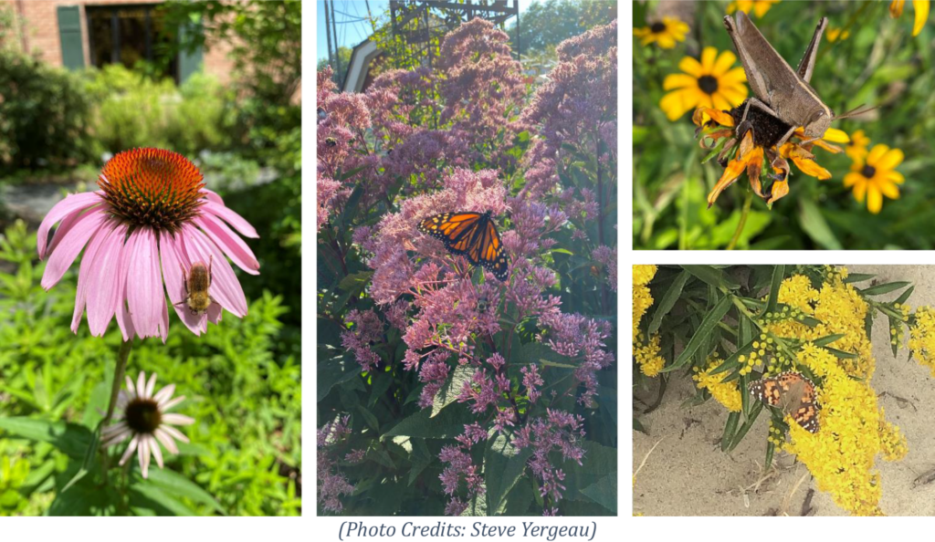 Flowers and pollinators
