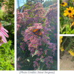 Flowers and pollinators