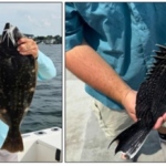 The author with a summer flounder caught in Ocean County (left) and a black sea bass caught at an offshore reef (right, photo credits: Amelia Valente).