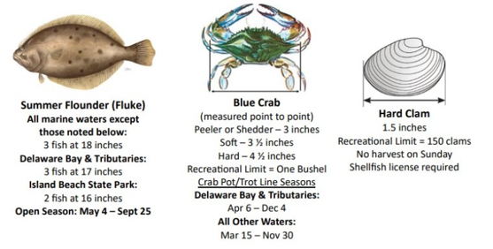 Fisheries management regulations for some of the most popular saltwater species. Adapted from NJDEP’s Attention Anglers 2026 summary sheet.