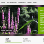 Screenshot of the invasive species page on iNaturalist